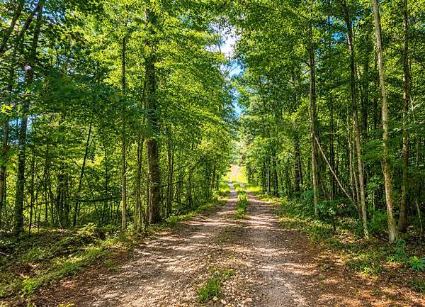 84 Acres of Recreational Land for Sale in Fulton, Alabama