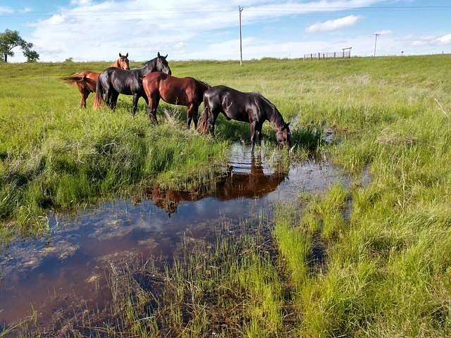 518 Acres of Agricultural Land with Home for Sale in White Owl, South Dakota