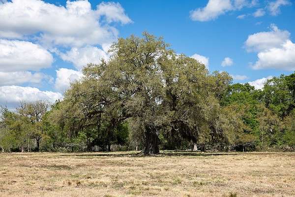 14.5 Acres of Land for Sale in Brazoria, Texas