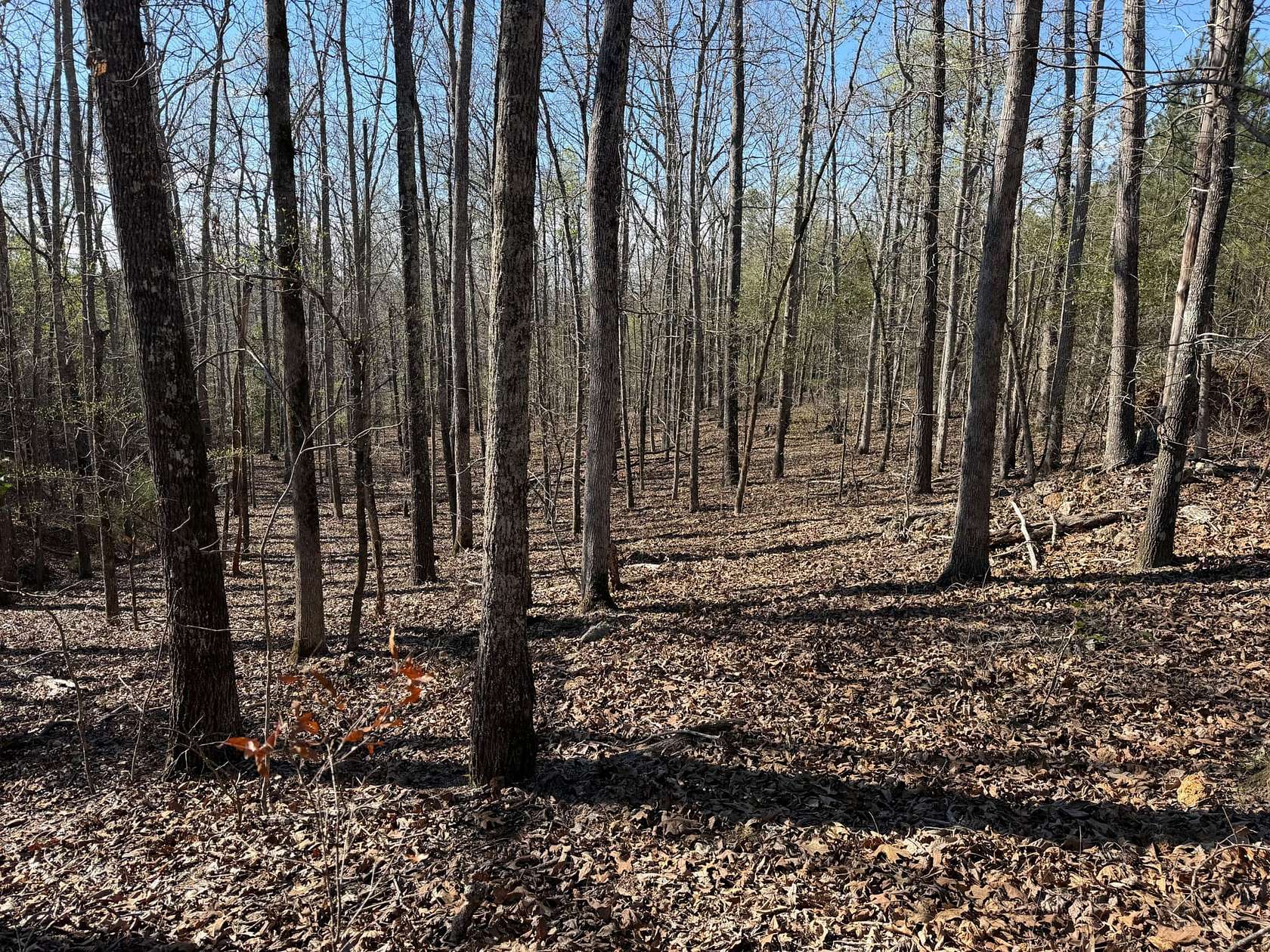 203 Acres of Recreational Land for Sale in Waynesboro, Georgia