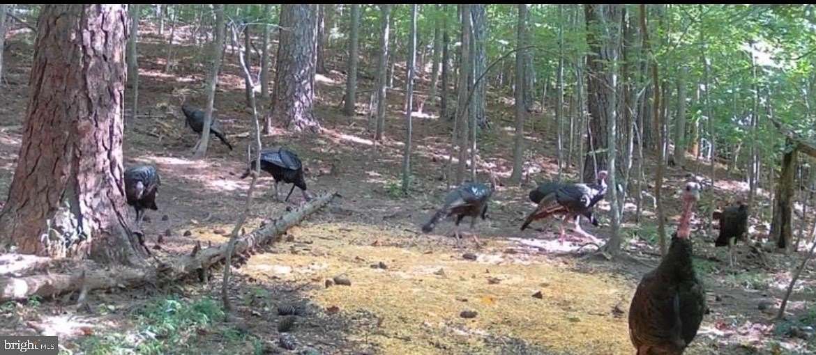 7.76 Acres of Land for Sale in Prince Frederick, Maryland