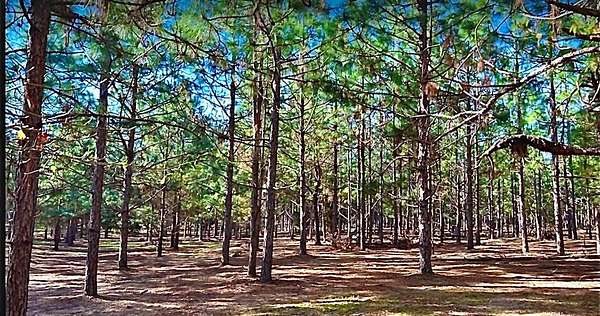 3 Acres of Residential Land for Sale in Headland, Alabama