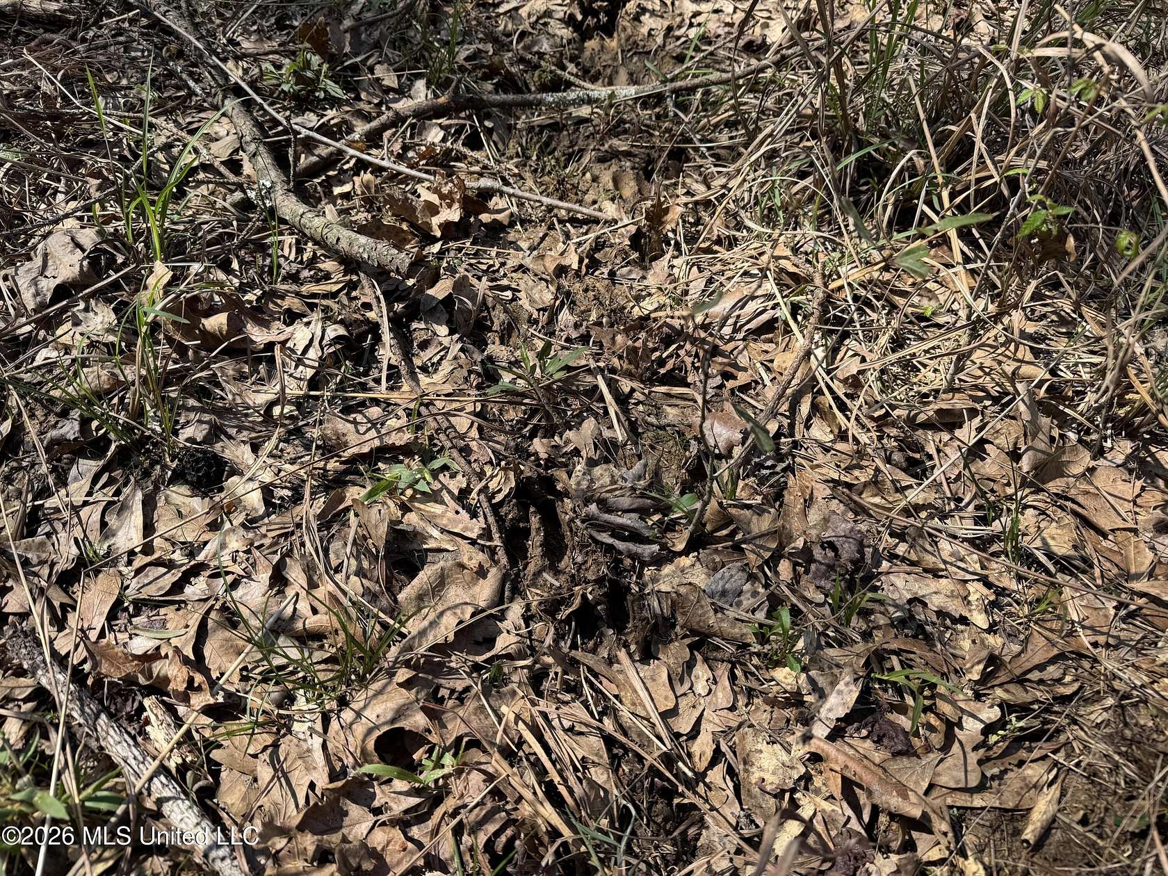 25.5 Acres of Recreational & Residential Land for Sale in Lexington, Mississippi