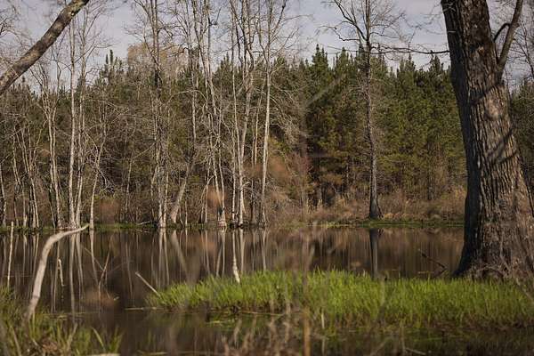 540 Acres of Land for Sale in Cropwell, Alabama