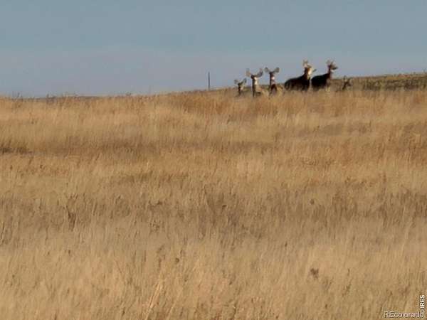 310 Acres of Land for Sale in Burlington, Colorado