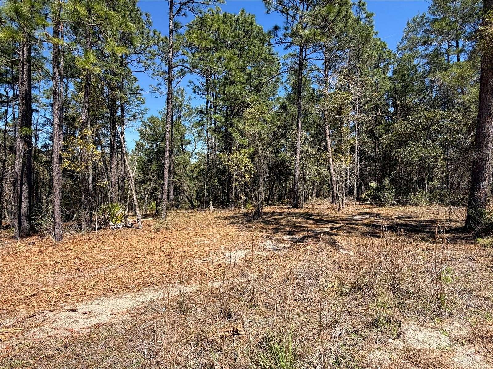 2.58 Acres of Residential Land for Sale in Morriston, Florida