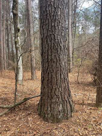 82 Acres of Recreational Land for Sale in Hampton, Arkansas