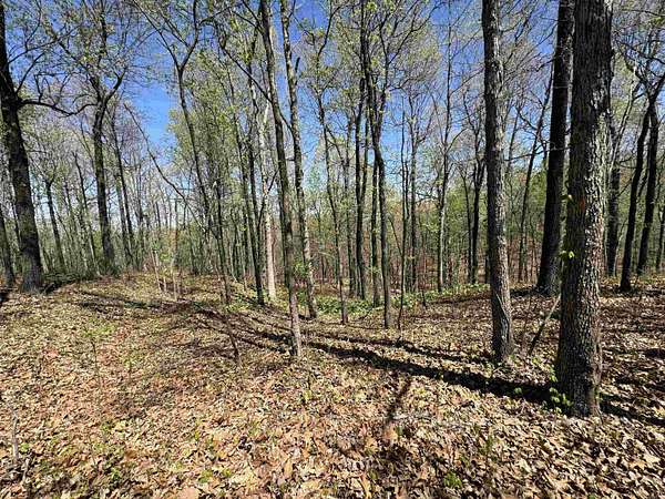 40 Acres of Recreational Land for Sale in Pollard, Arkansas