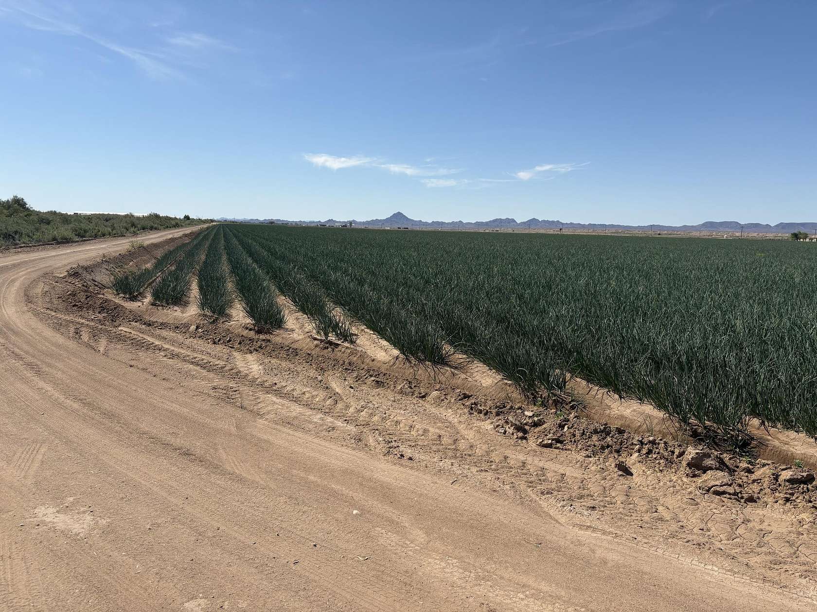 197 Acres of Agricultural Land for Sale in Blythe, California