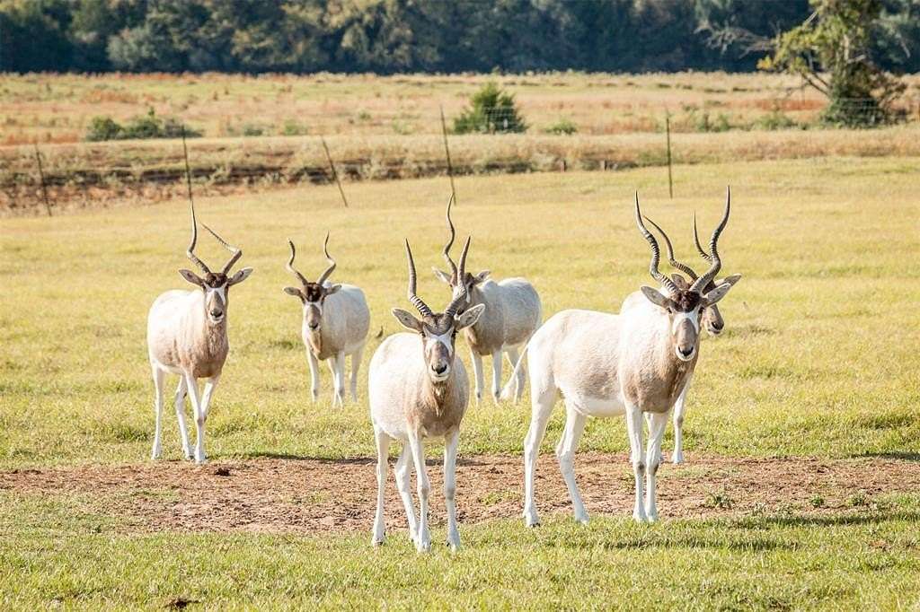 240 Acres of Agricultural & Residential Land for Sale in Franklin, Texas