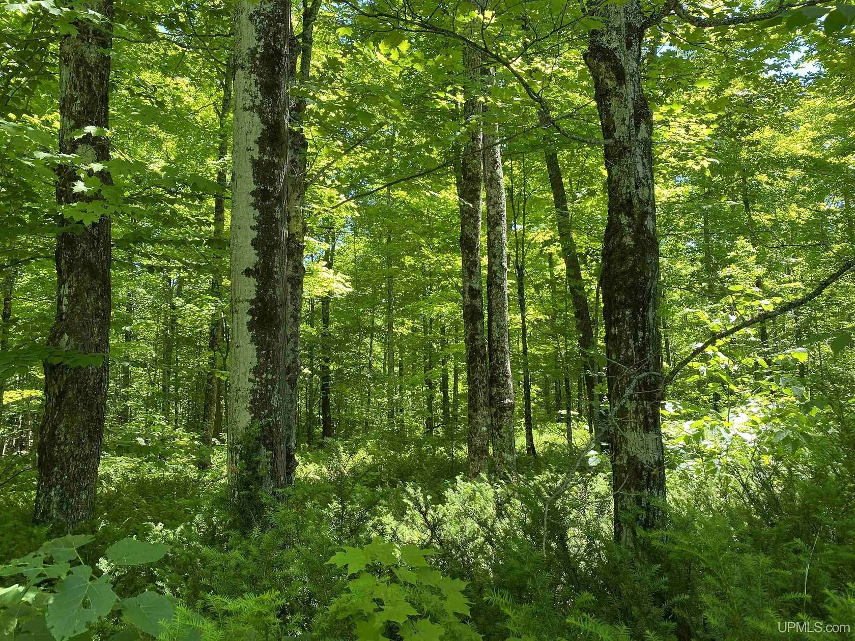 120 Acres of Land for Sale in Ironwood, Michigan