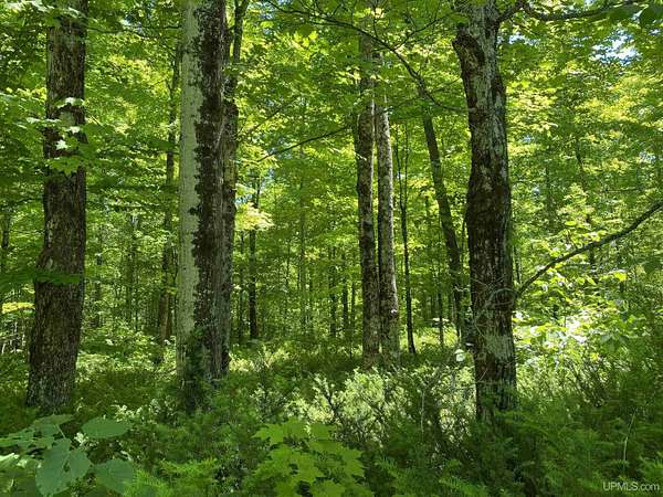 120 Acres of Land for Sale in Ironwood, Michigan