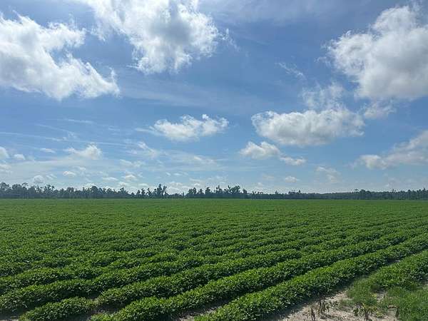 515 Acres of Agricultural Land for Sale in Naylor, Georgia
