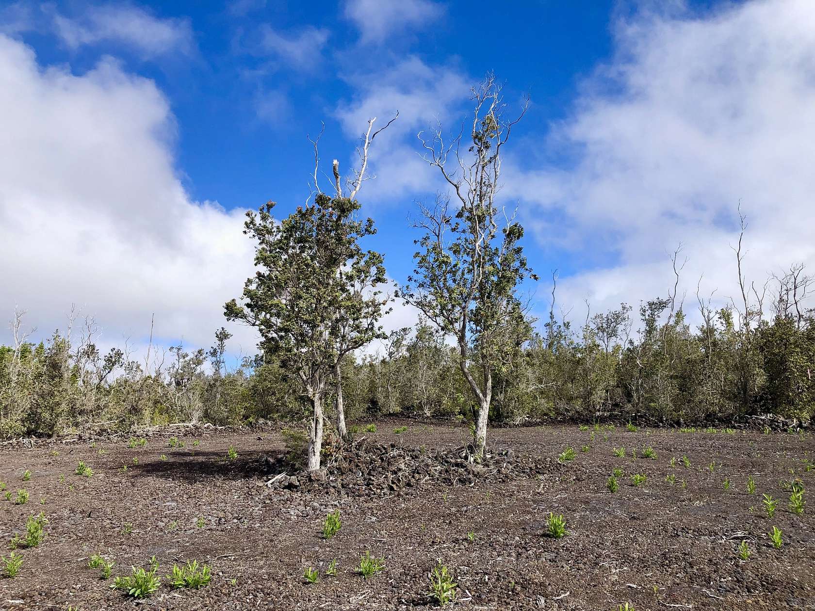 1 Acre of Residential Land for Sale in Hawaiian Ocean View, Hawaii