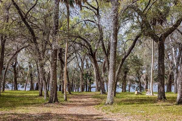 158 Acres of Land for Sale in Umatilla, Florida
