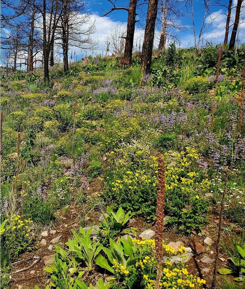 40 Acres of Recreational & Residential Land for Sale in Bellvue, Colorado