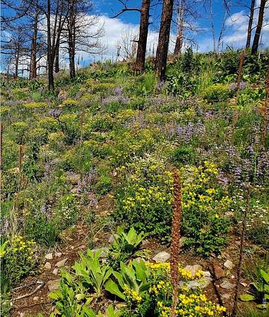 40 Acres of Recreational & Residential Land for Sale in Bellvue, Colorado