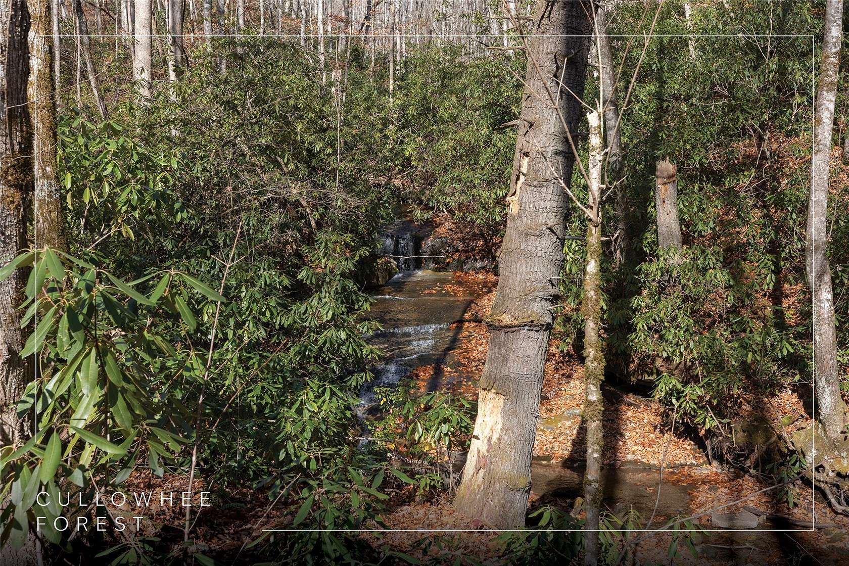 15 Acres of Land for Sale in Cullowhee, North Carolina