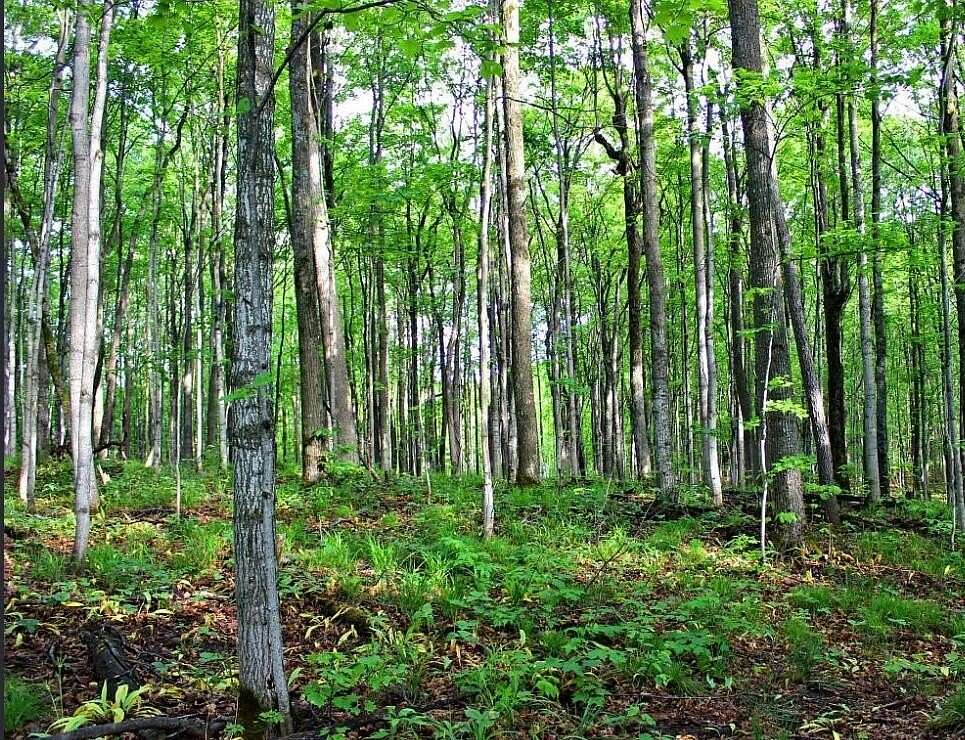 10 Acres of Residential Land for Sale in Elmira, Michigan