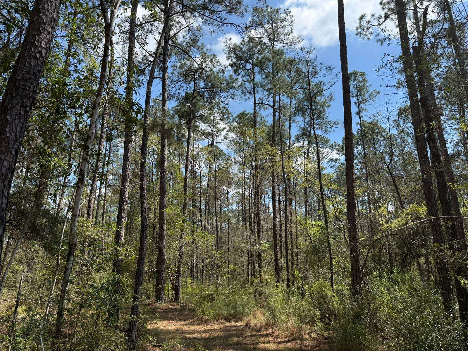 137 Acres of Land for Sale in Leakesville, Mississippi - LandSearch