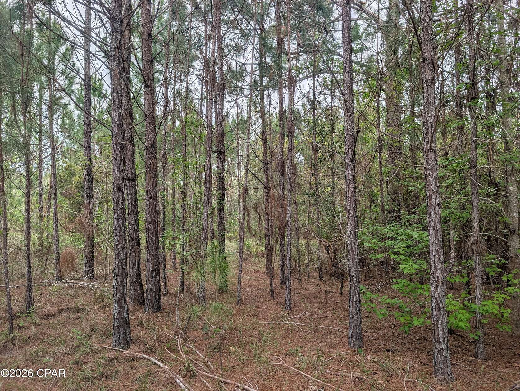 5.26 Acres of Residential Land for Sale in Westville, Florida