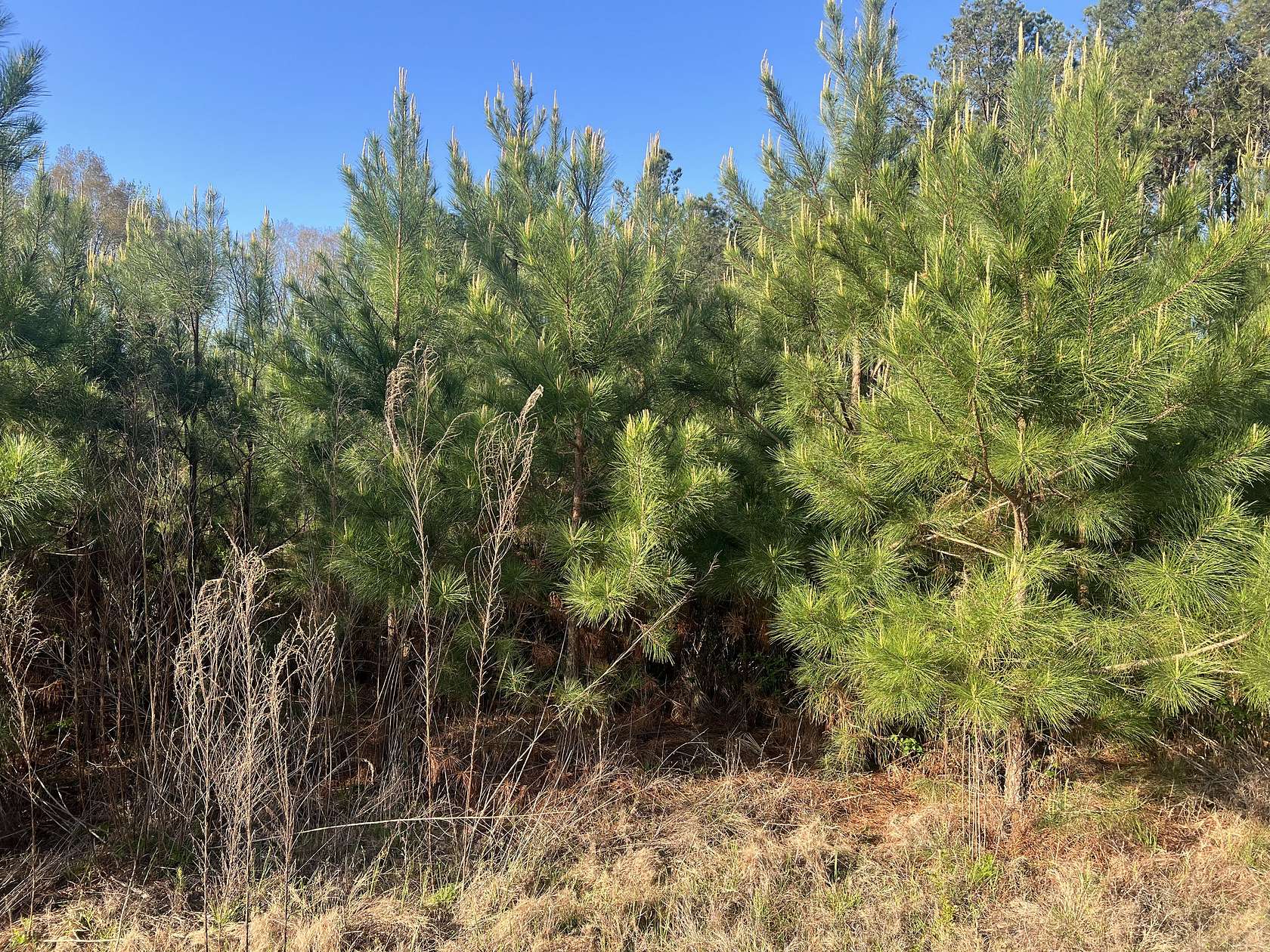 28.9 Acres of Land for Sale in Shongaloo, Louisiana