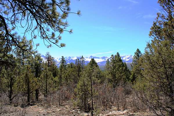 35.7 Acres of Land for Sale in Ridgway, Colorado