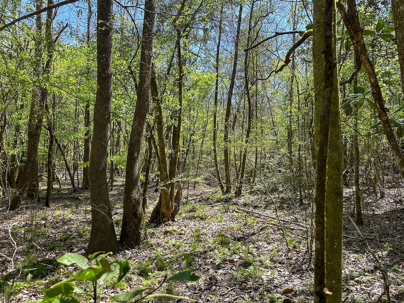 42 Acres of Recreational & Residential Land for Sale in Mount Hermon, Louisiana