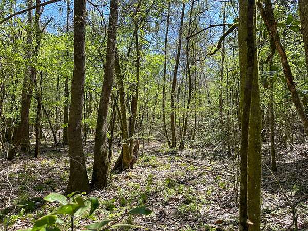 42 Acres of Recreational & Residential Land for Sale in Mount Hermon, Louisiana