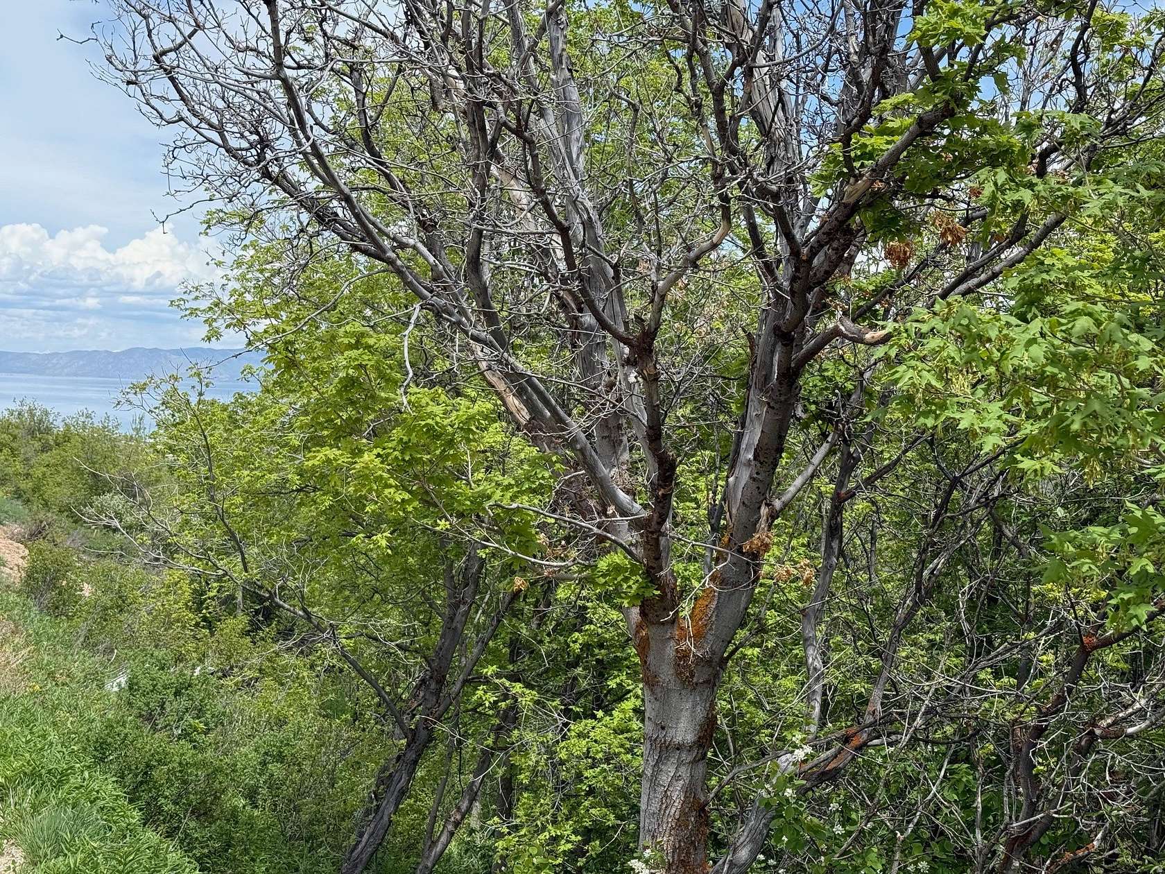 1.35 Acres of Residential Land for Sale in Garden City, Utah