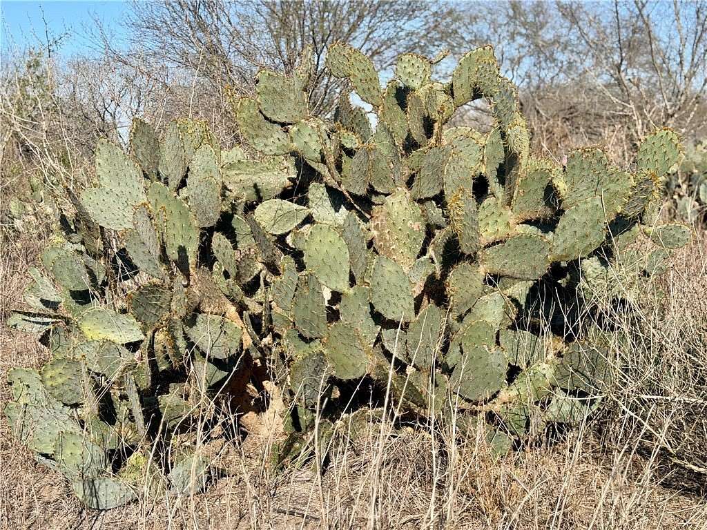 25 Acres of Recreational & Residential Land for Sale in Alice, Texas