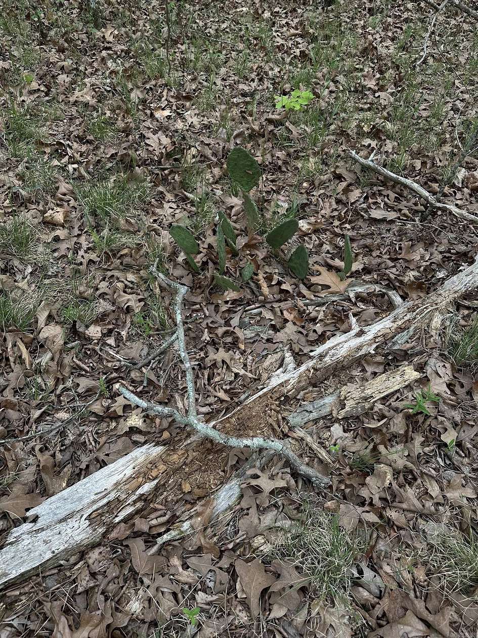 4.16 Acres of Residential Land for Sale in Hot Springs, Arkansas