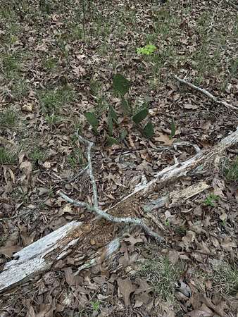 4.16 Acres of Residential Land for Sale in Hot Springs, Arkansas