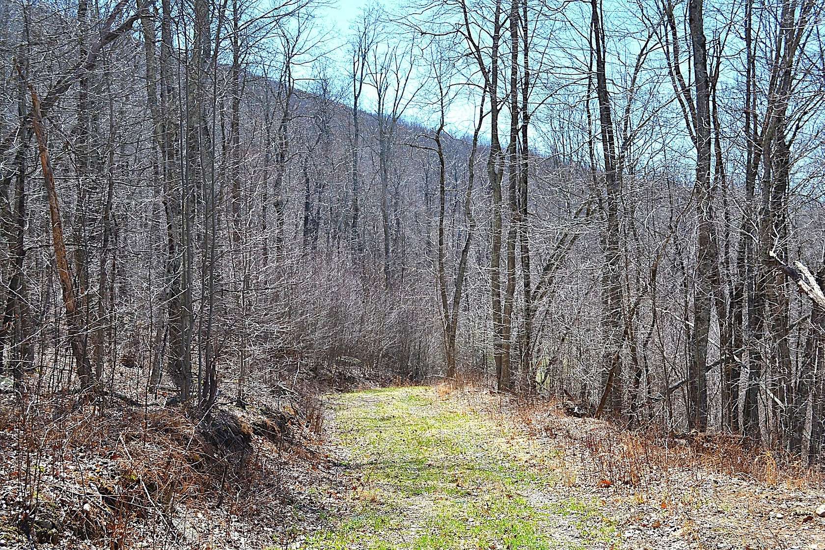 20 Acres of Recreational & Residential Land for Sale in Gap Mills, West Virginia