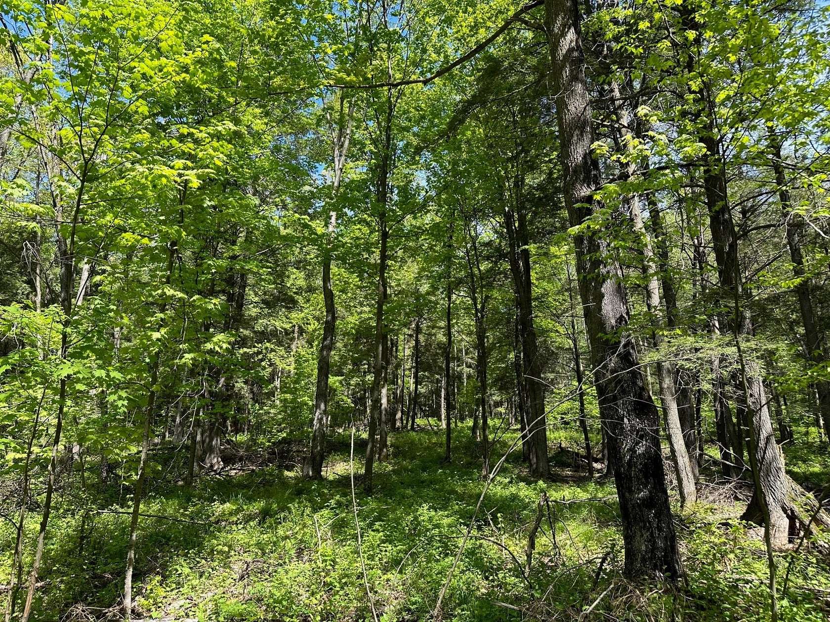 11 Acres of Land for Sale in Maine, Wisconsin