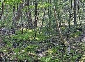 5.25 Acres of Residential Land for Sale in Sarona, Wisconsin