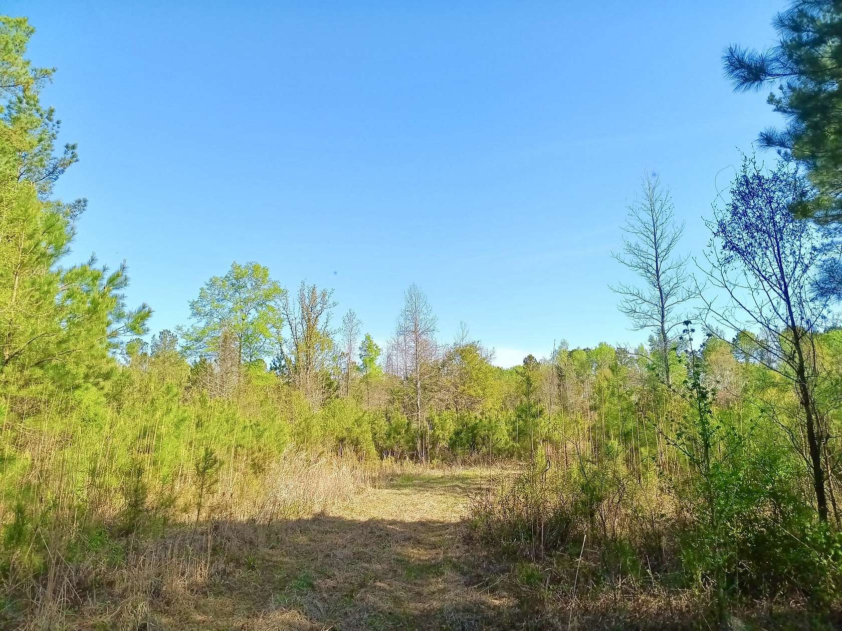 16.7 Acres of Recreational & Residential Land for Sale in Timmonsville, South Carolina