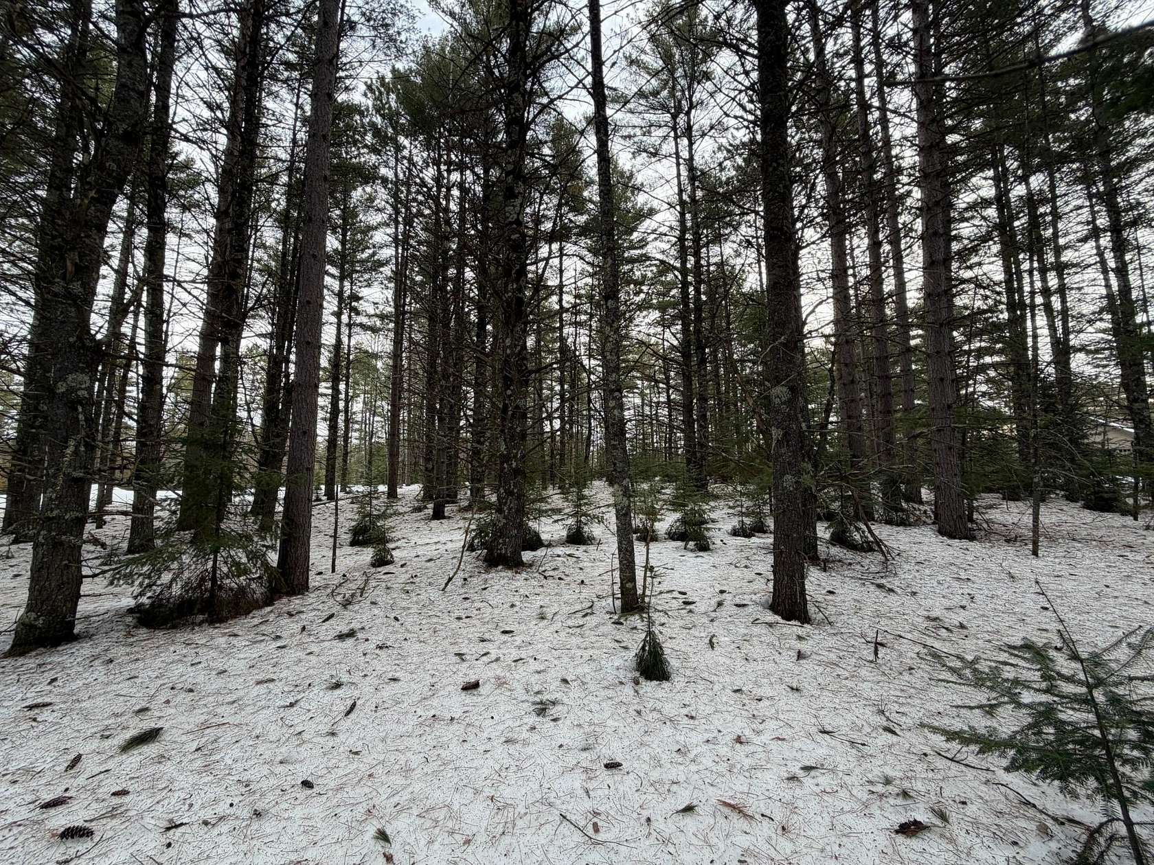 5.17 Acres of Residential Land for Sale in Mercer, Wisconsin