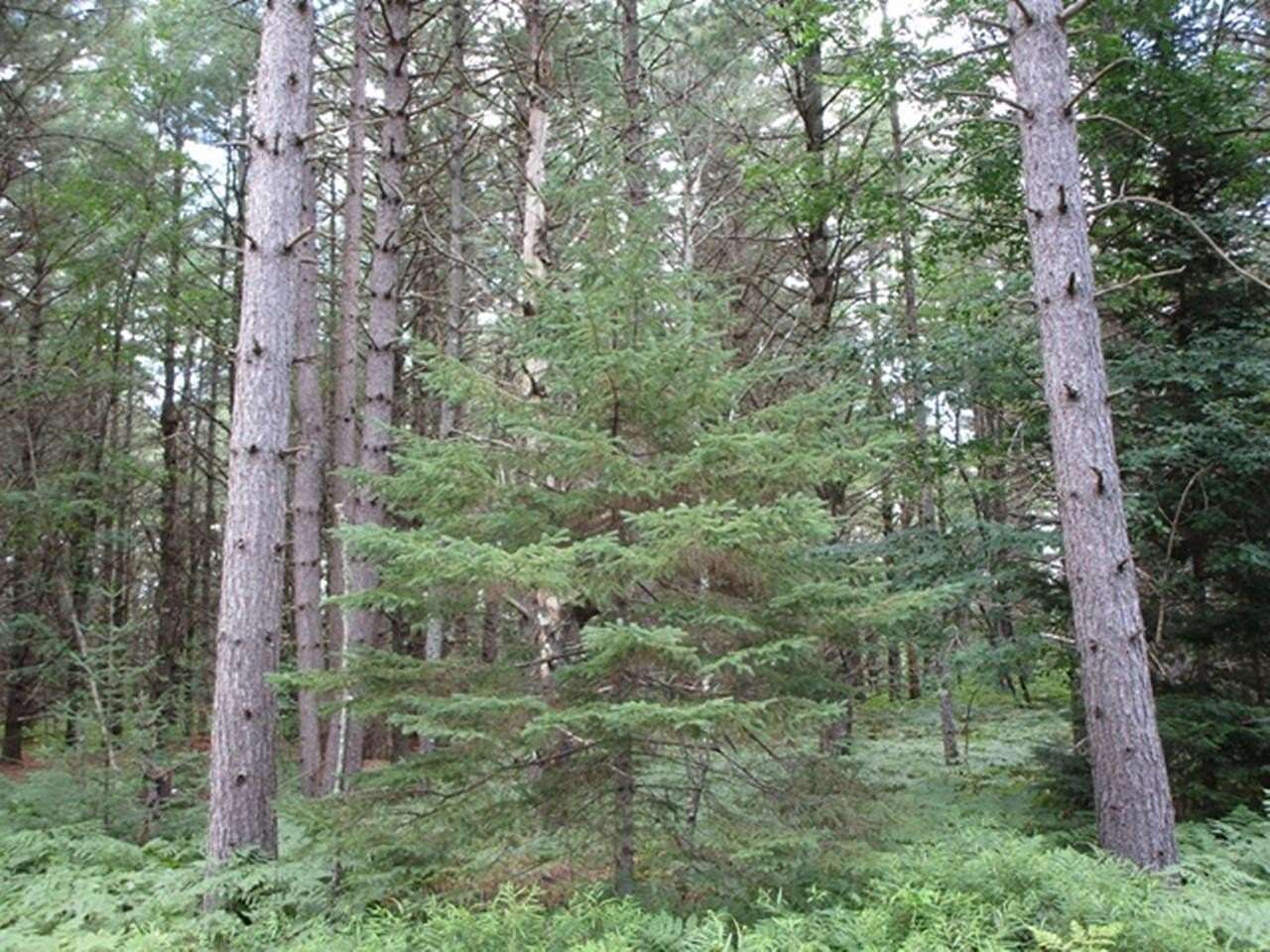 5.17 Acres of Residential Land for Sale in Mercer, Wisconsin