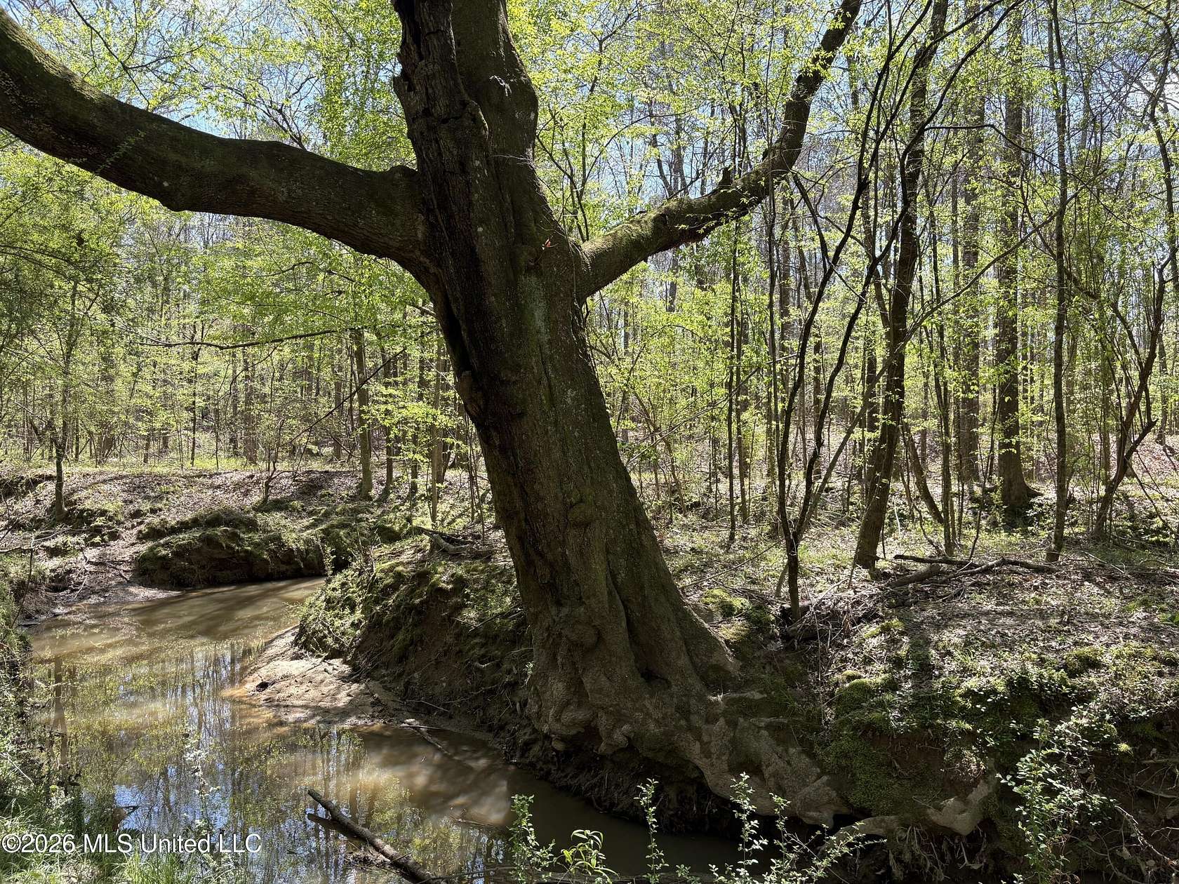 30 Acres of Recreational & Residential Land for Sale in Bogue Chitto, Mississippi