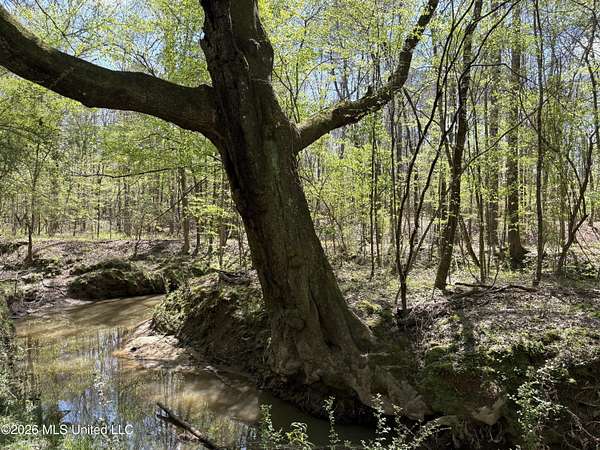 30 Acres of Recreational & Residential Land for Sale in Bogue Chitto, Mississippi