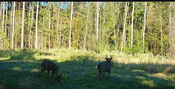 86 Acres of Land for Sale in Hattiesburg, Mississippi