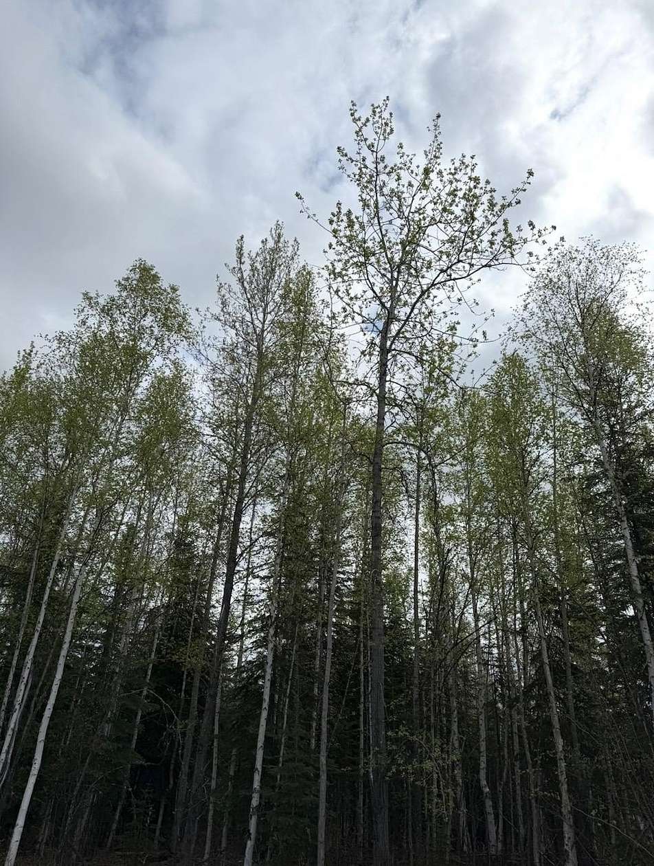 1.13 Acres of Residential Land for Sale in North Pole, Alaska