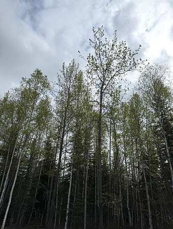 1.13 Acres of Residential Land for Sale in North Pole, Alaska