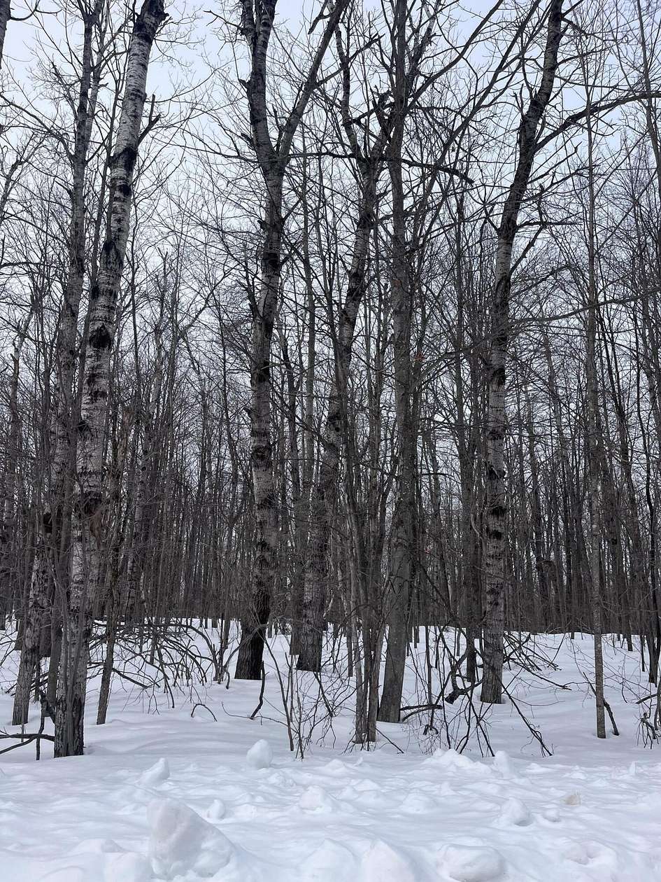 0.3 Acres of Residential Land for Sale in Elmira, Michigan