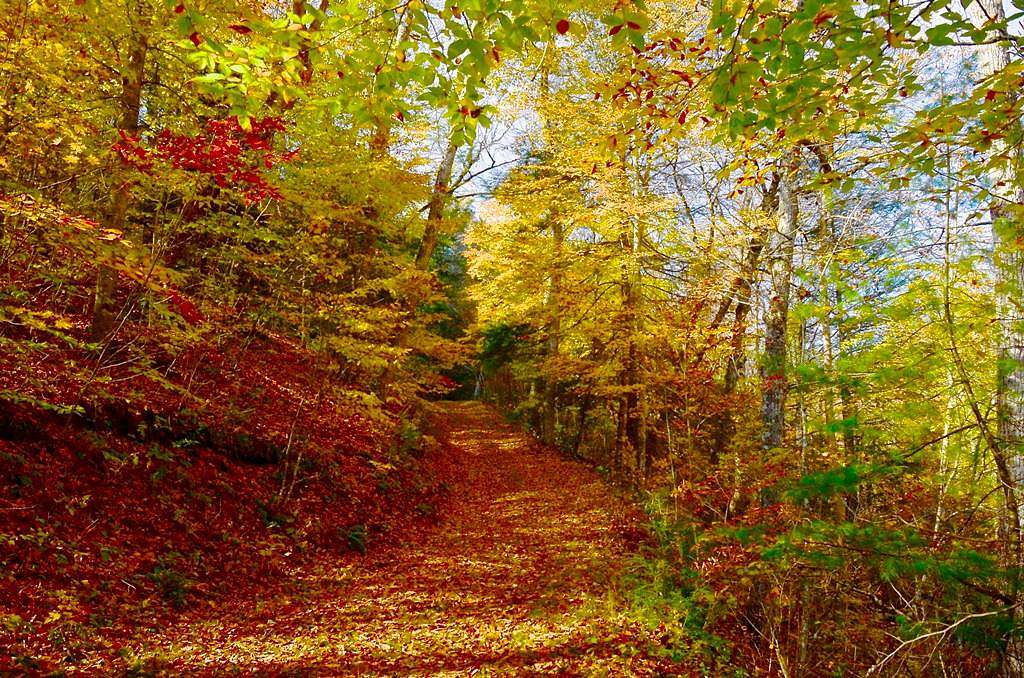 29.7 Acres of Land for Sale in White Sulphur Springs, West Virginia