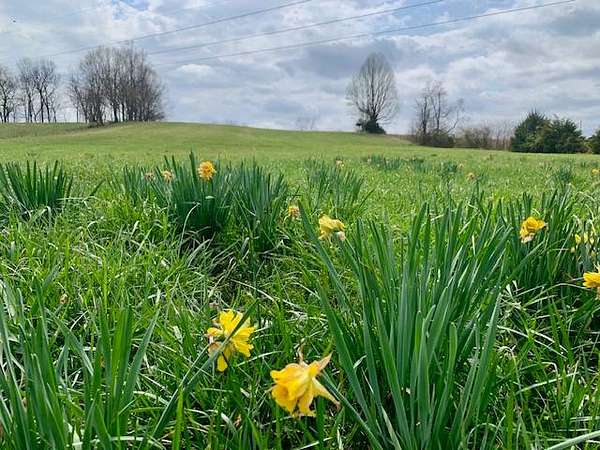 6 Acres of Residential Land for Sale in Bethelridge, Kentucky