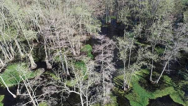 115 Acres of Recreational Land for Sale in Minter City, Mississippi