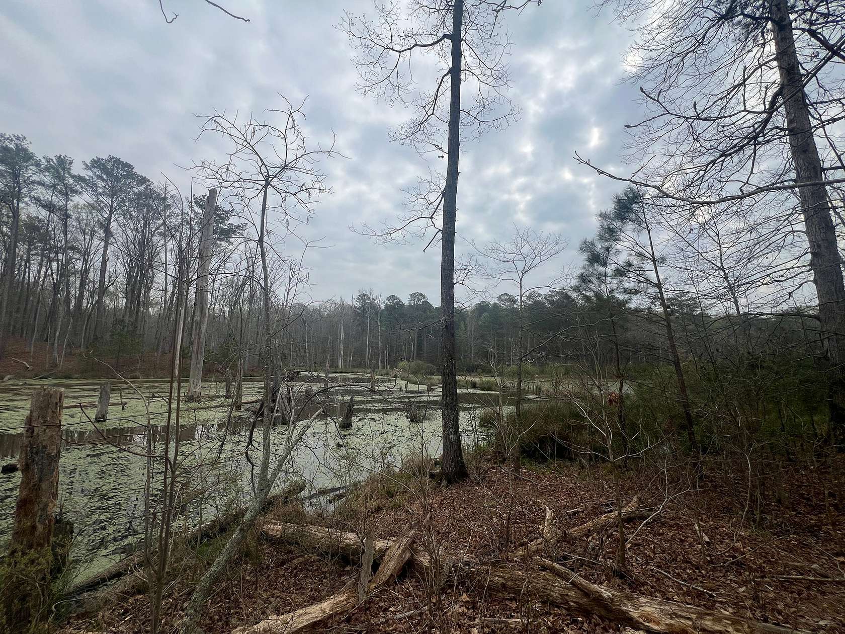 12 Acres of Land for Sale in Grantville, Georgia