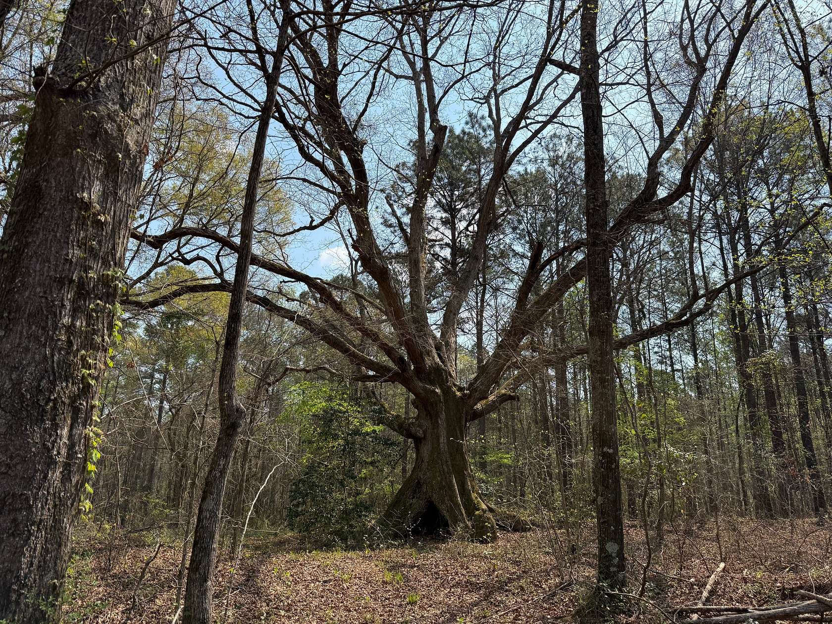 18 Acres of Land for Sale in Camp Hill, Alabama